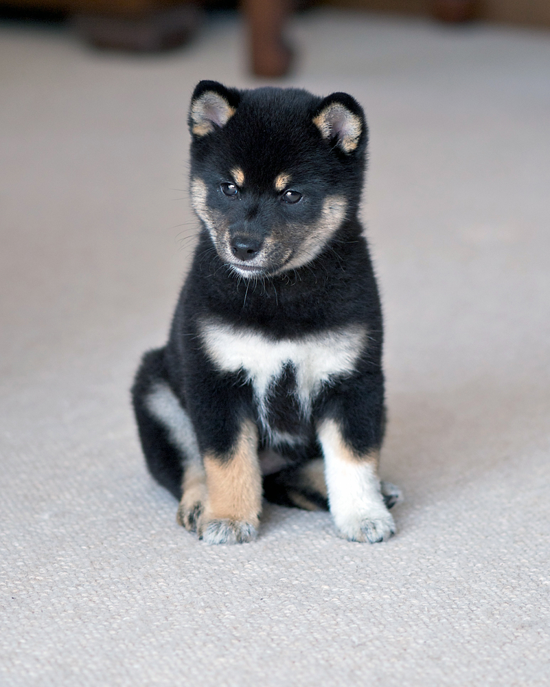 Black and Tan Shiba Inu Puppy