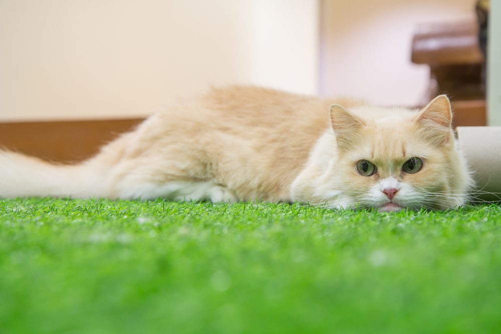 Munchkin cat on the artificial grass / Munchkin cat