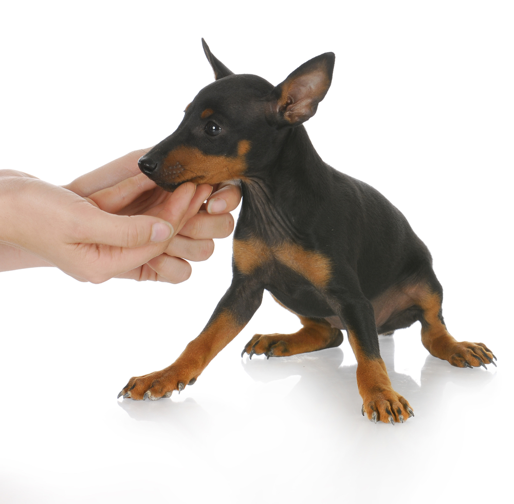 hands reaching out to console small puppy with reflection on white background