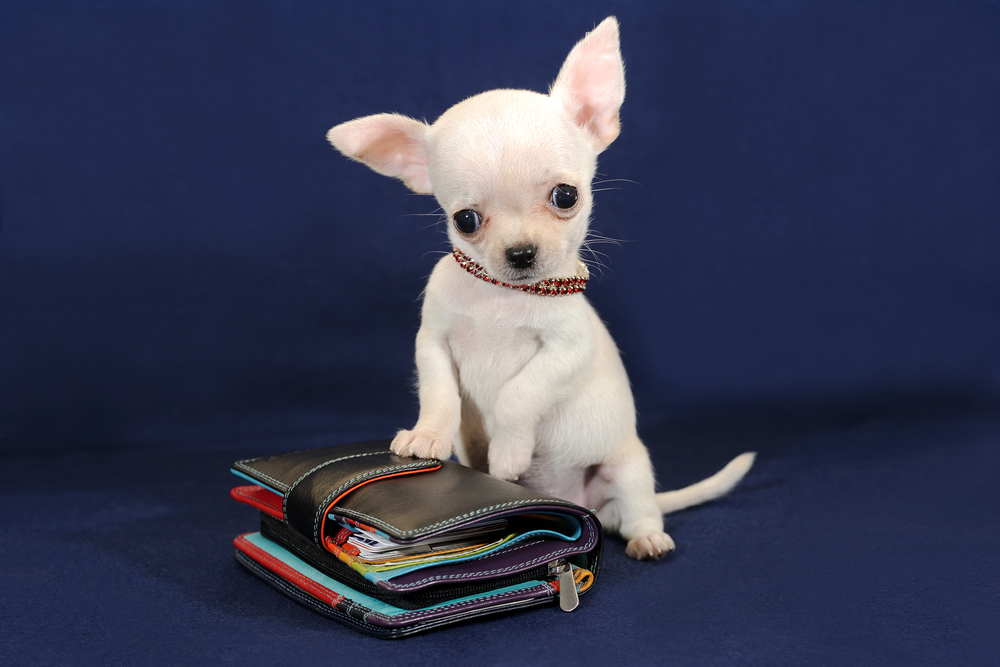 Cute miniature Chihuahua puppy with a wallet on a blue background.