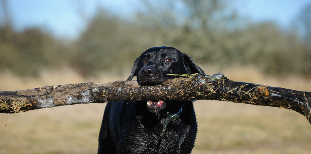 Black Labrador Retriever carrying huge stick