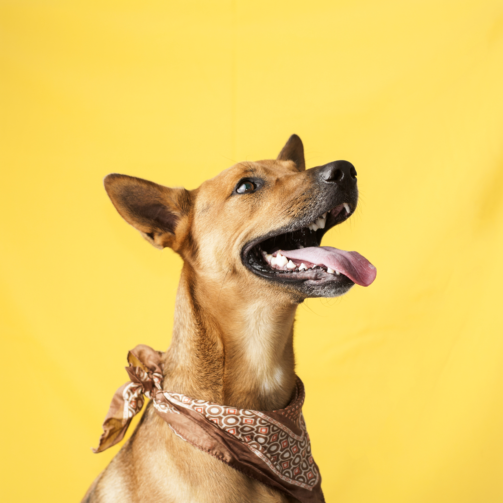 Happy, curious dog Mixed breed, isolated on a colorful background
