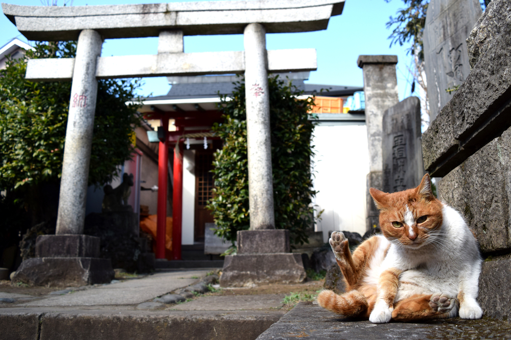 猫が祀られている神社＆寺を知ってる？愛猫家なら知っておきたい！！