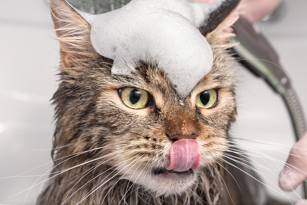 猫　お風呂　シャンプー　換毛期