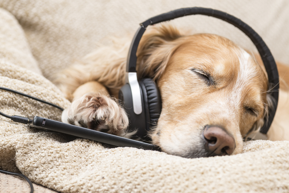 Dog listening to music mobile phone