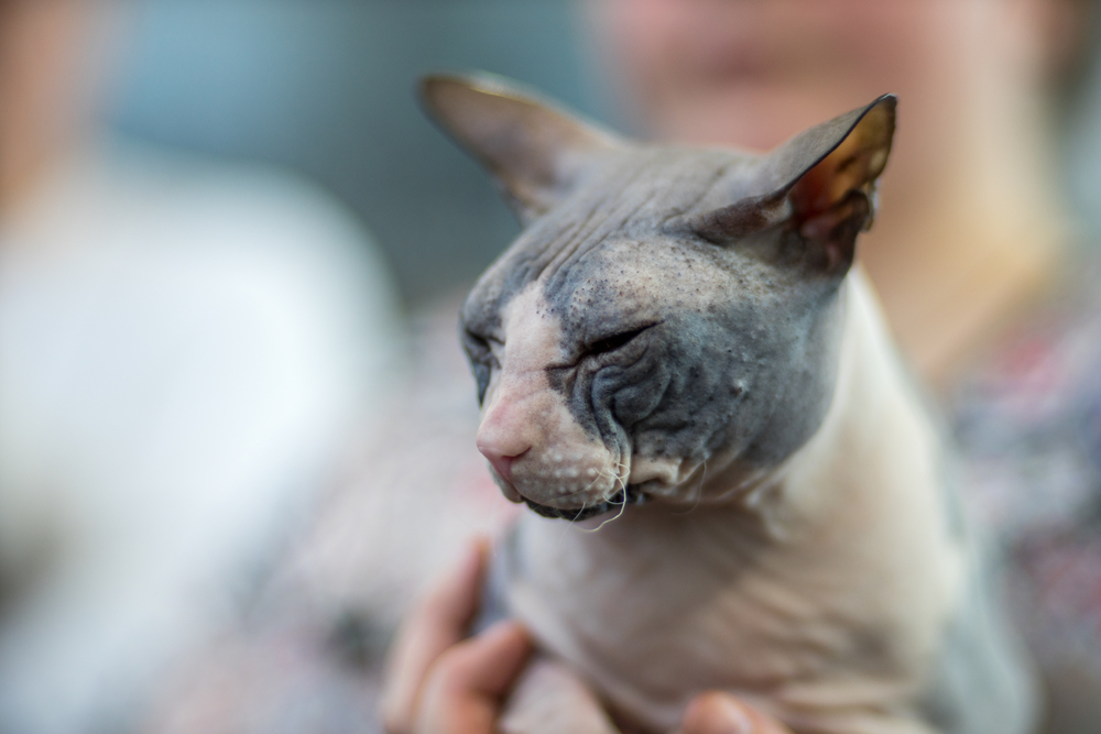 Donskoy cat - portrait - Pedigree Cat