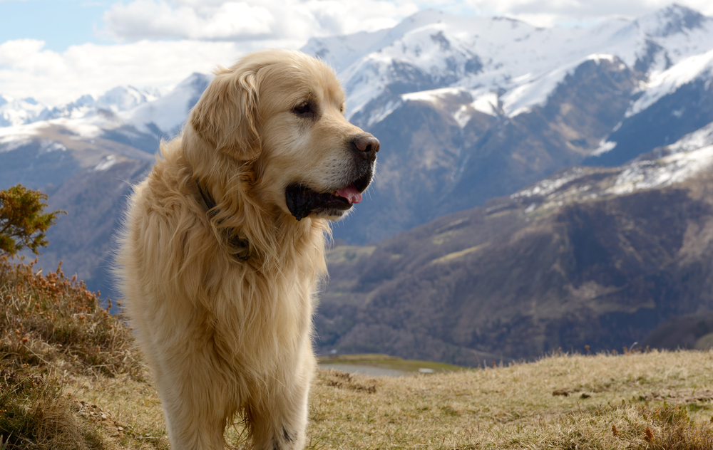 the beautiful Pyrenean Mountain dog, snow background