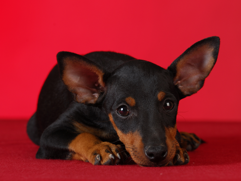 toy manchester terrier puppy laying down on red blanket with red background