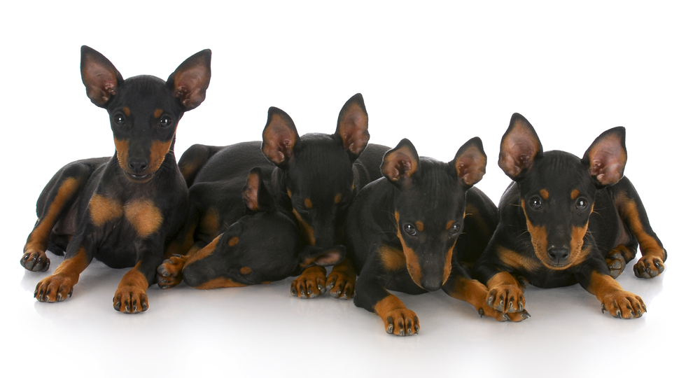litter of toy manchester terrier puppies with reflection on white background