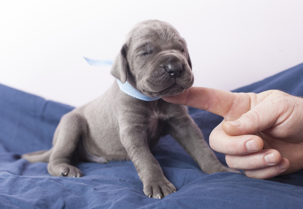 Purebred Great Dane puppy with a human finger under its chin