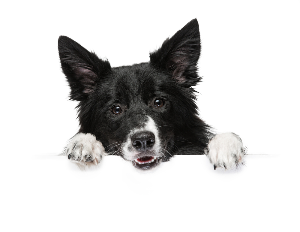 A dog breeds a border collie stands with paws on a white banner or a poster, isolated.