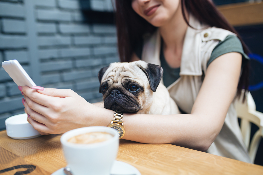 Adorable pug dog sitting in his owners lap in cafe bar. Selective focus on dog.