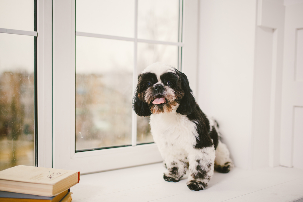 purebred, small, fluffy dog Shih Tzu sitting in the window in the white room