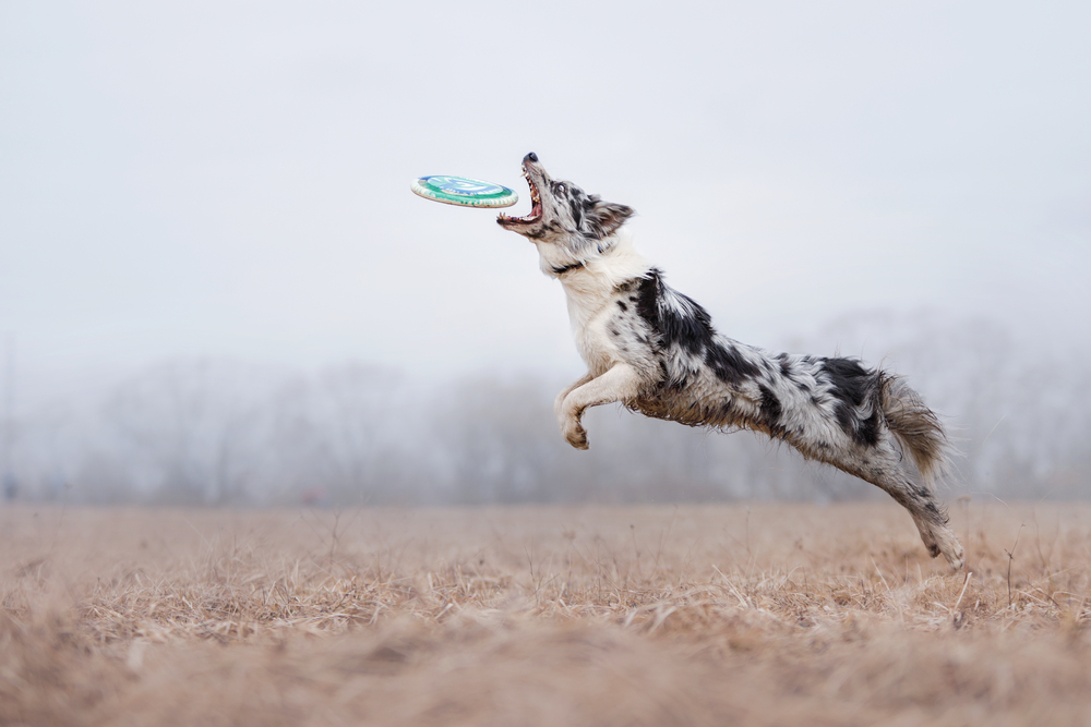 Dog catching flying disk, pet playing outdoors in a park. Australian Shepherd, Aussie