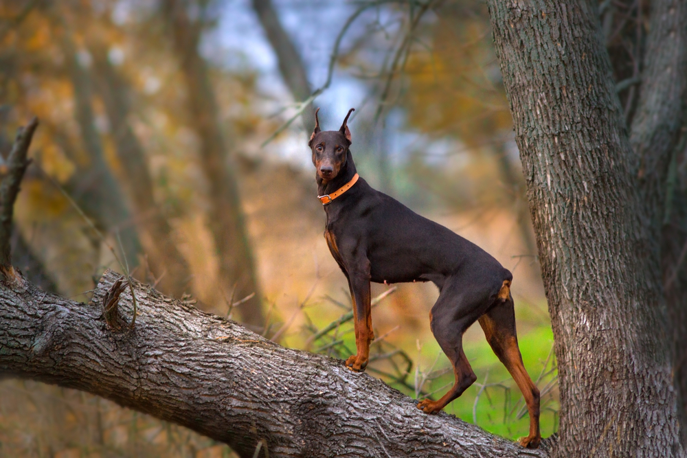 Doberman Pinscher dog standing on big tree brunch at autumn day