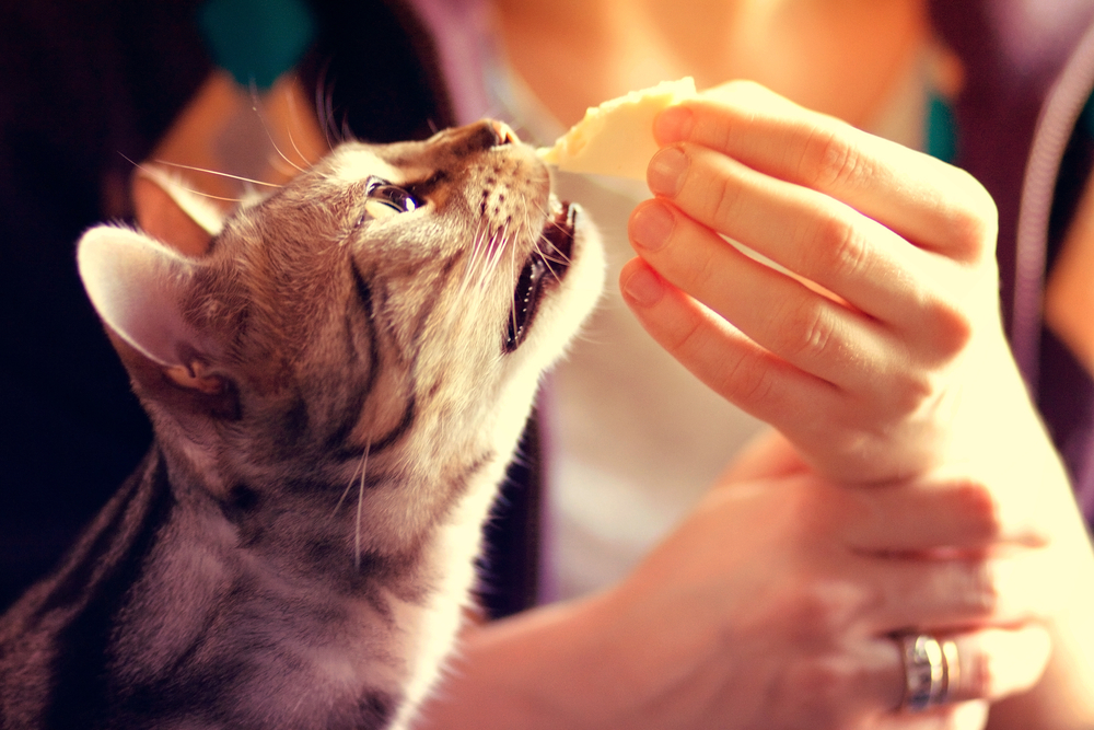 猫にチーズはNG！致死量ともしも食べた時の対処法！