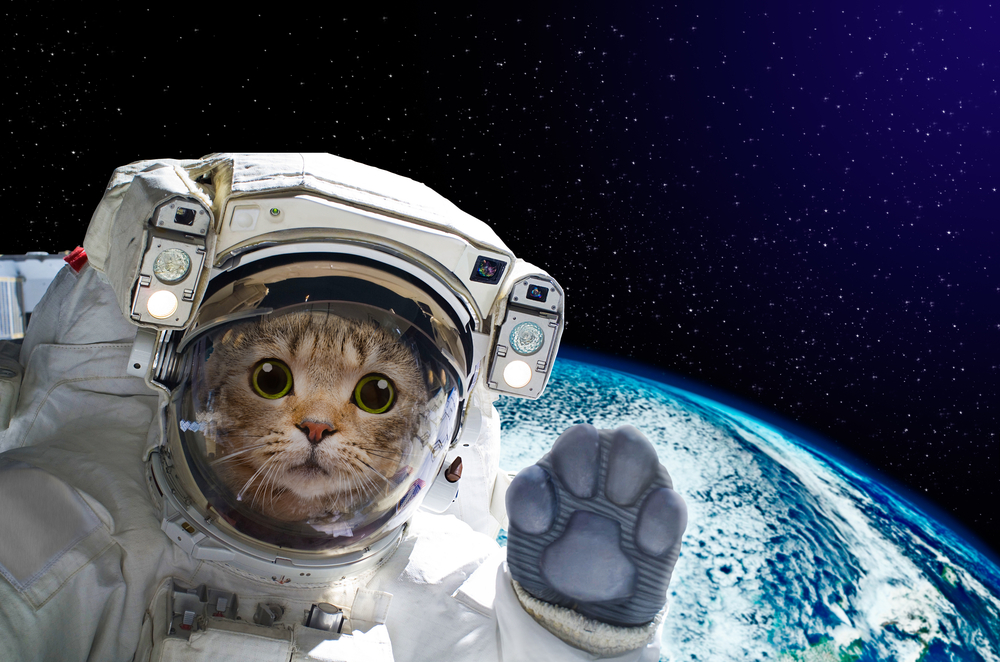 NASAで働く猫