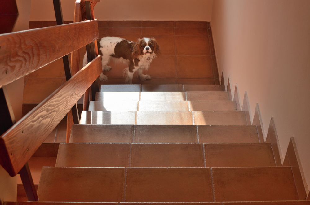 階段と犬