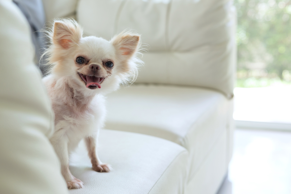 white chihuahua dog cute pet happy smile in home with seat sofa furniture interior decor in living room