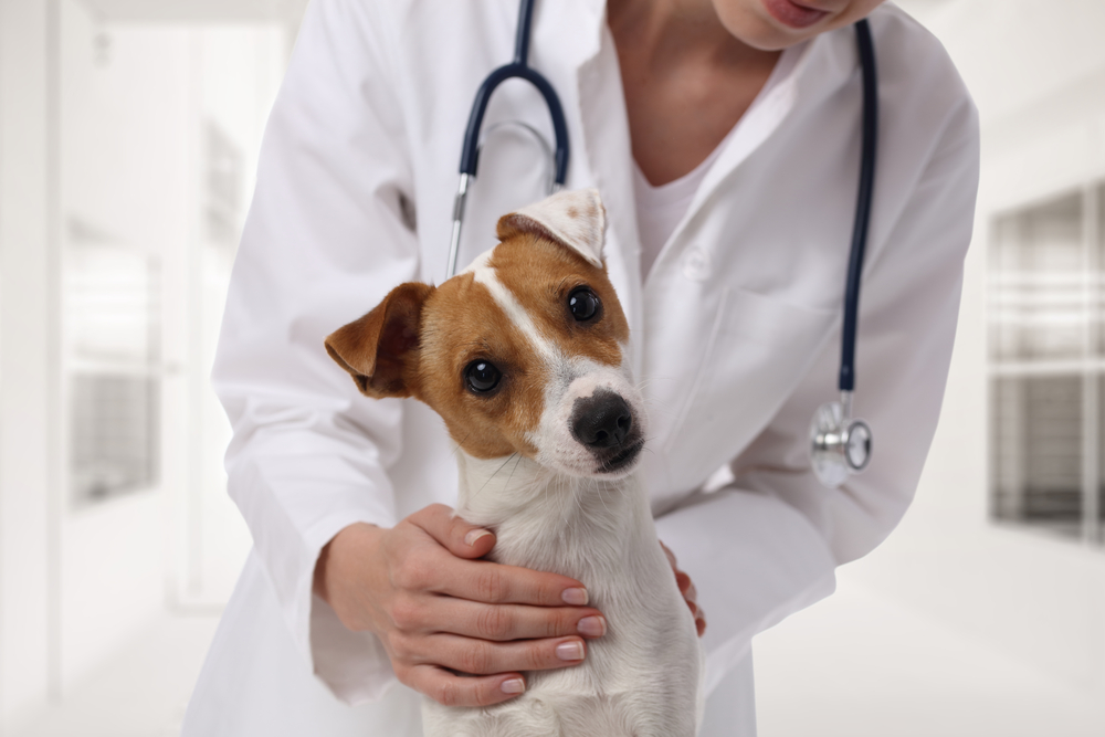 犬の去勢について。去勢手術にかかる費用や補助金について詳しく解説！