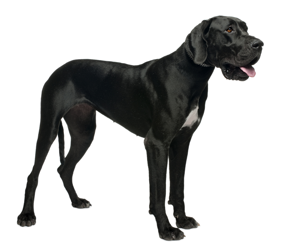 Great Dane, 15 months old, standing in front of white background