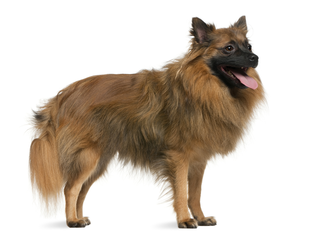 German spitz, 7 years old, standing in front of white background