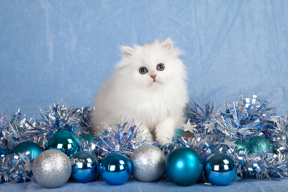 Silver Chinchilla Persian kitten with silver blue Christmas decorations