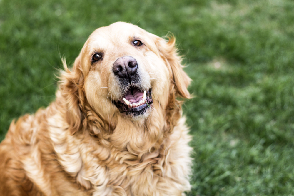 老犬(シニア犬)にすすめの食事とは？注意点やフードの種類を解説！愛犬が長生きできるよう正しい知識をつけましょう