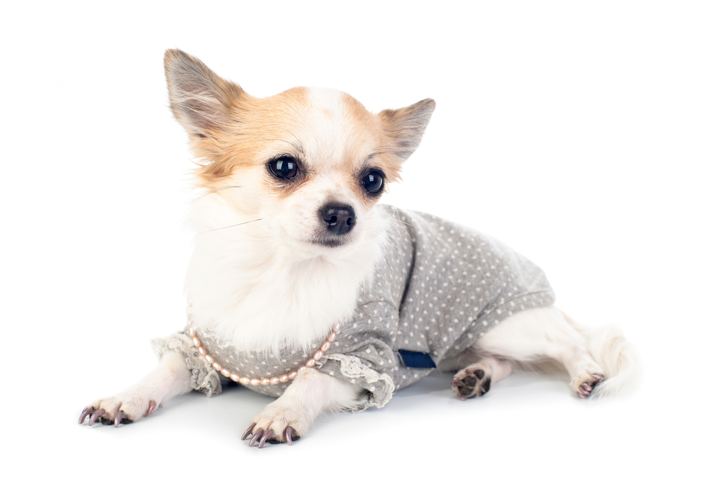 Chihuahua dressed in fashionable dress with empty label, pink pearl and manicure lying on white