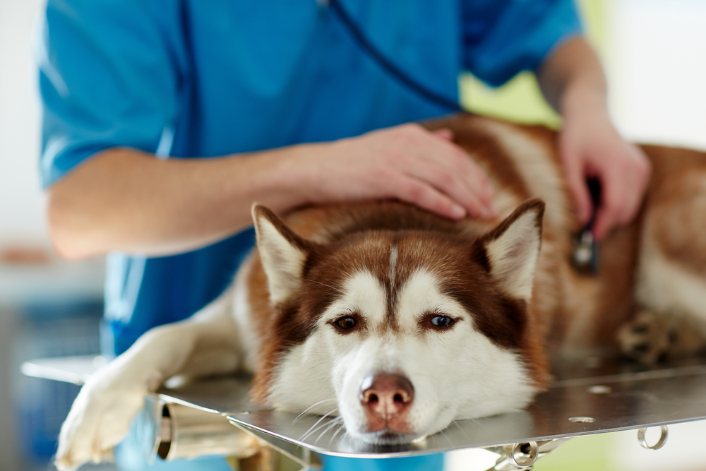 犬にニラを与えてはダメ！食べてしまった際に起こる中毒症状と対処法を解説！