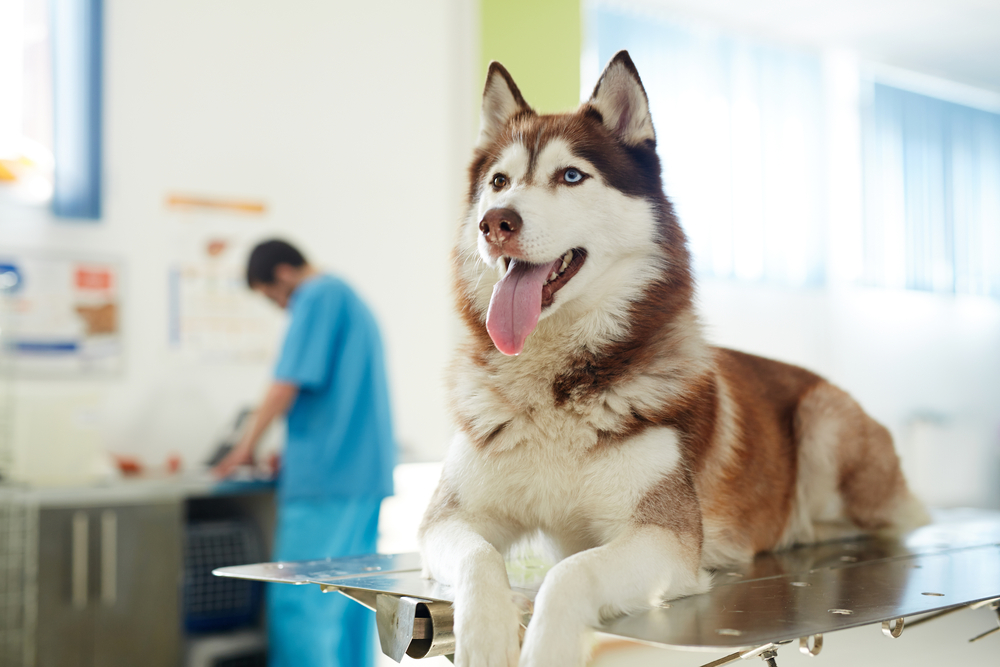 犬にかかるアレルギー検査って病院の何科に行けばいいの？費用についても解説。
