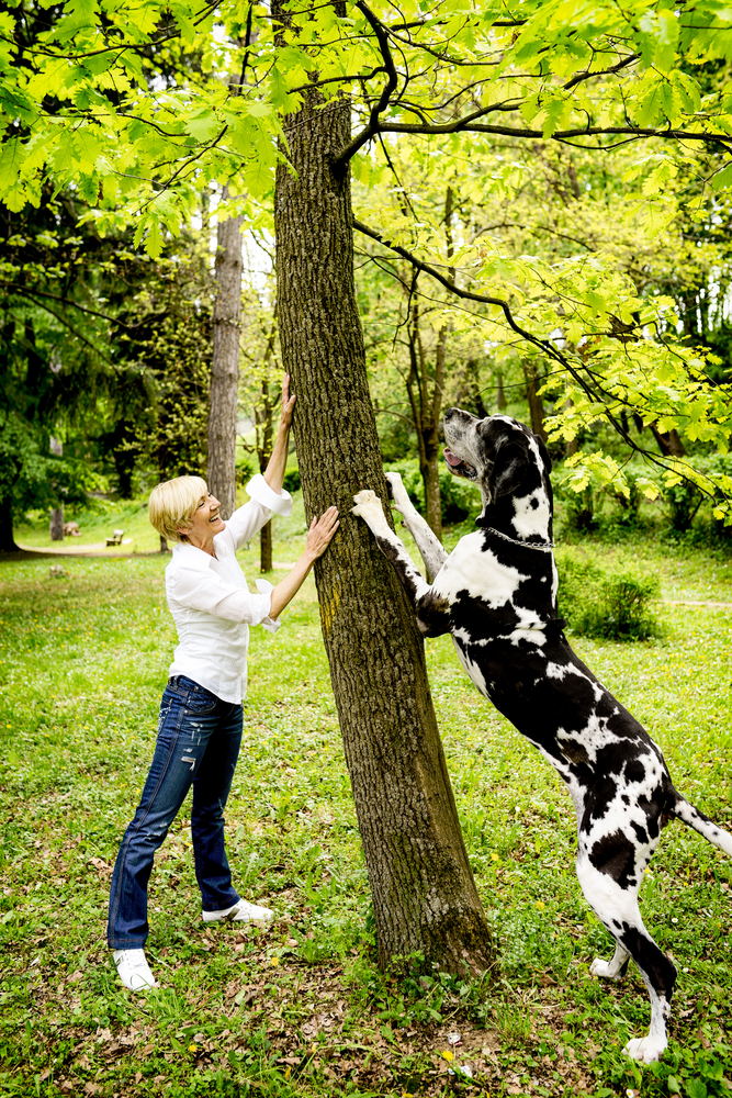 A Blond woman in park with her pet The great Dane 