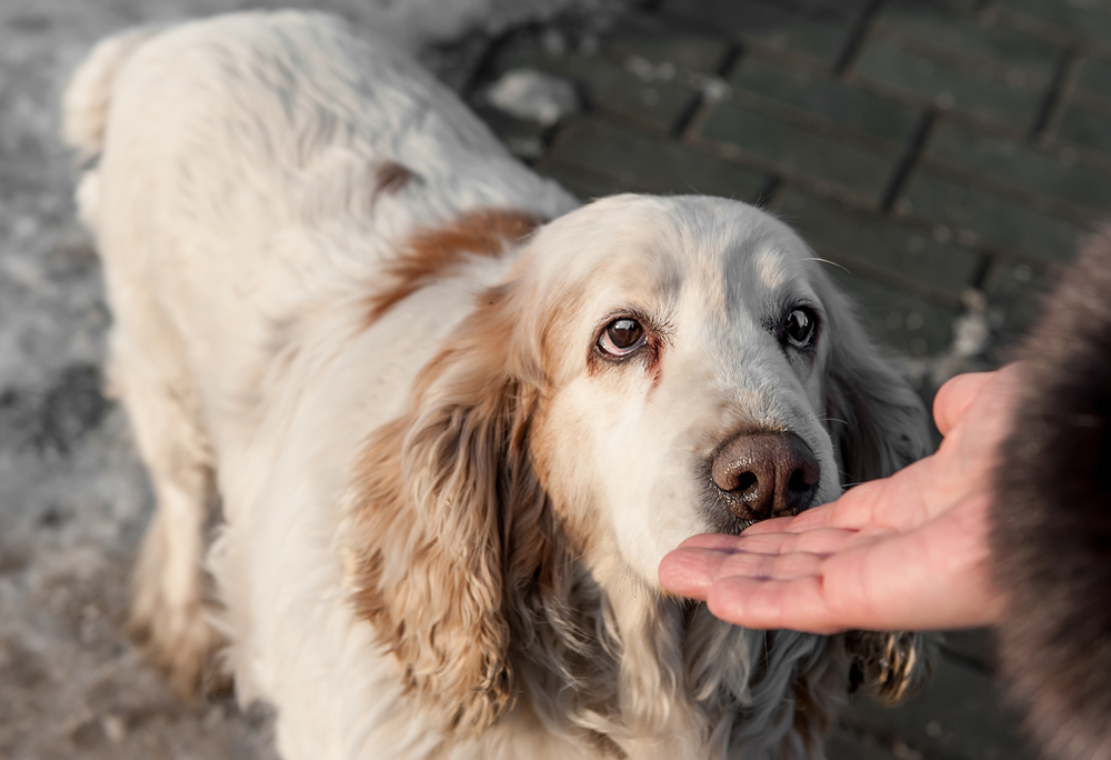 犬にとって手の臭いをかがせてくれる人は敵意のない証拠