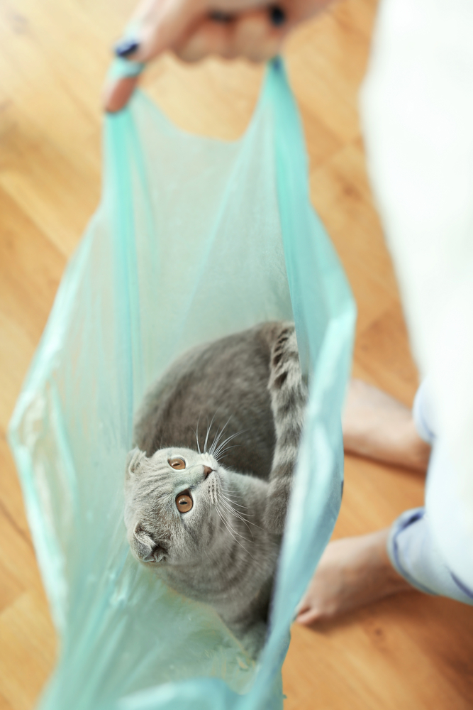 袋の中の猫