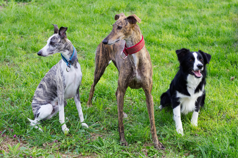 Group of dogs in the park, Spanish Galgo, Border Collie and Whippet waiting for a command.