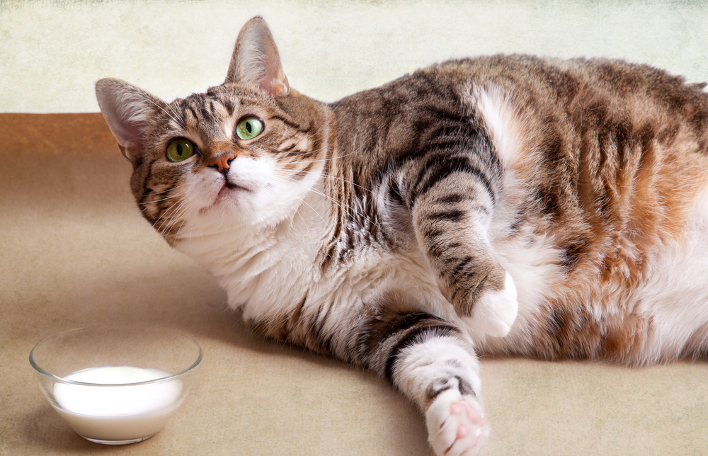Fat Cat lying on floor with milk bowl