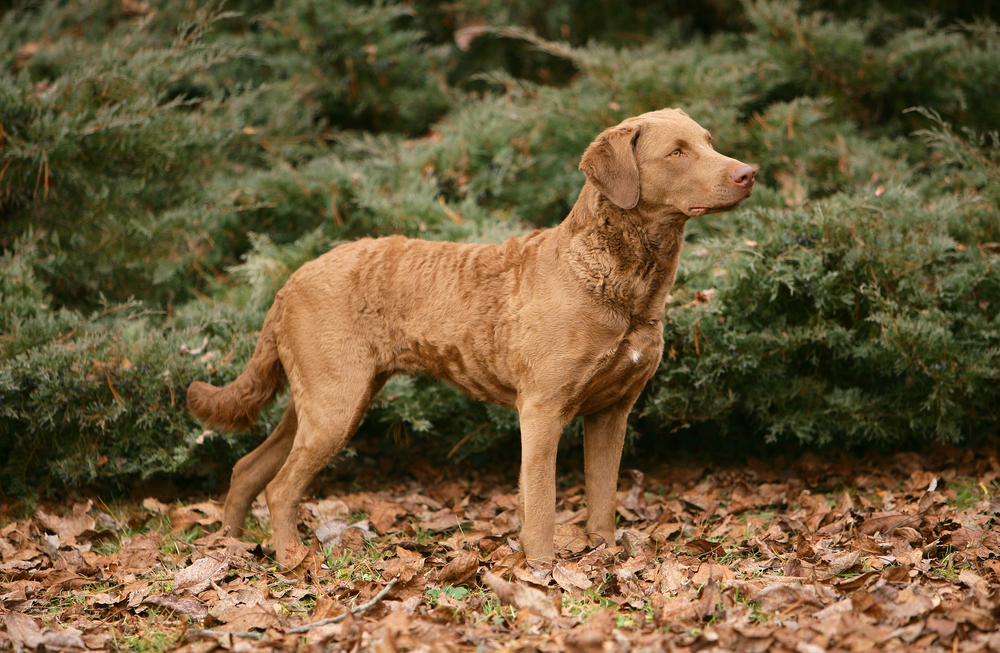 Portrait of typical Chesapeake Bay Retriever dog in the forest