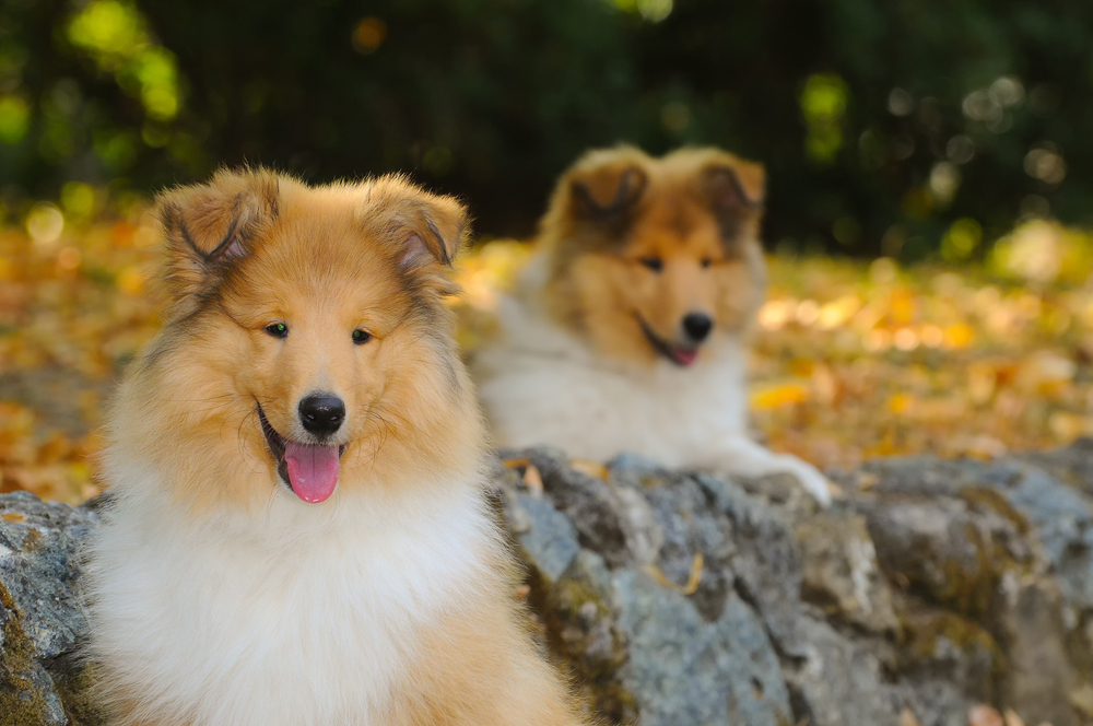 Portrait of two rough collie dogs in outdoors.