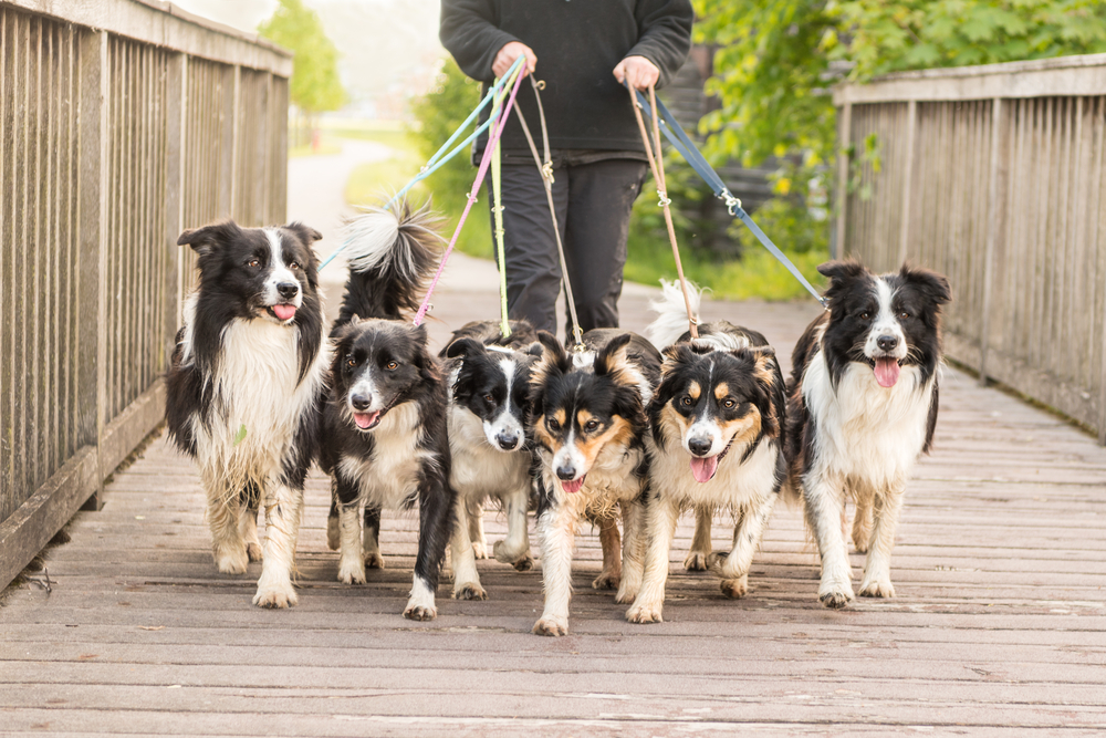 Walk with many Border Collies on a leash