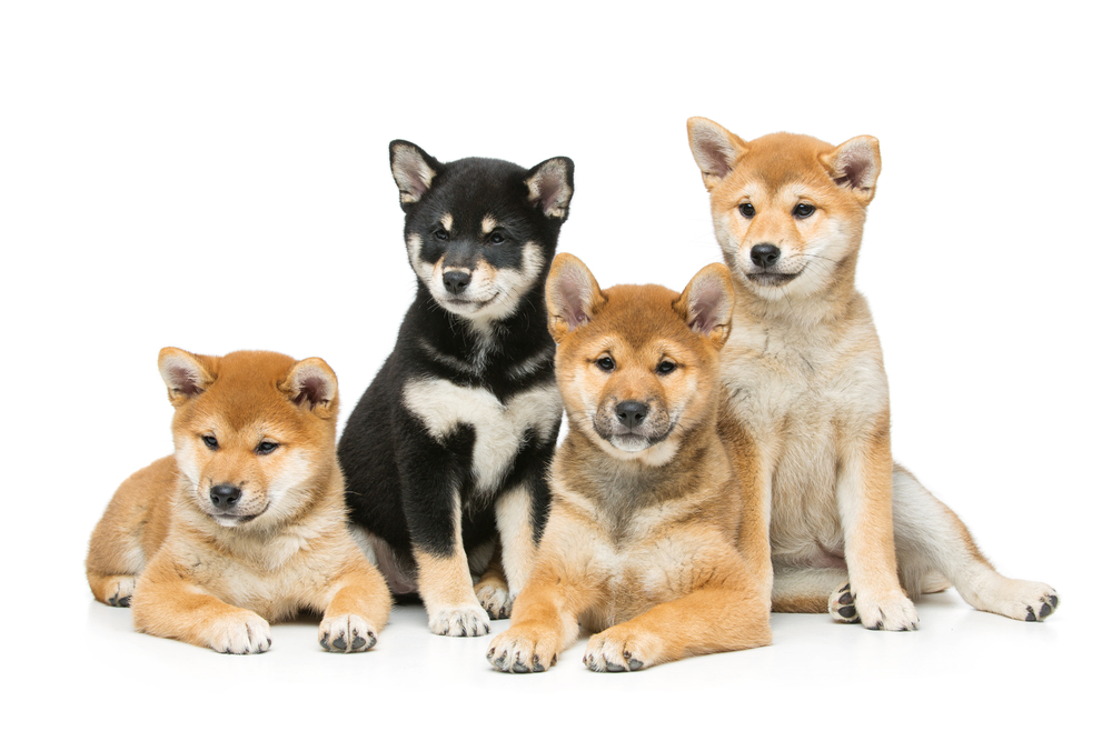 Beautiful shiba inu puppies isolated on white