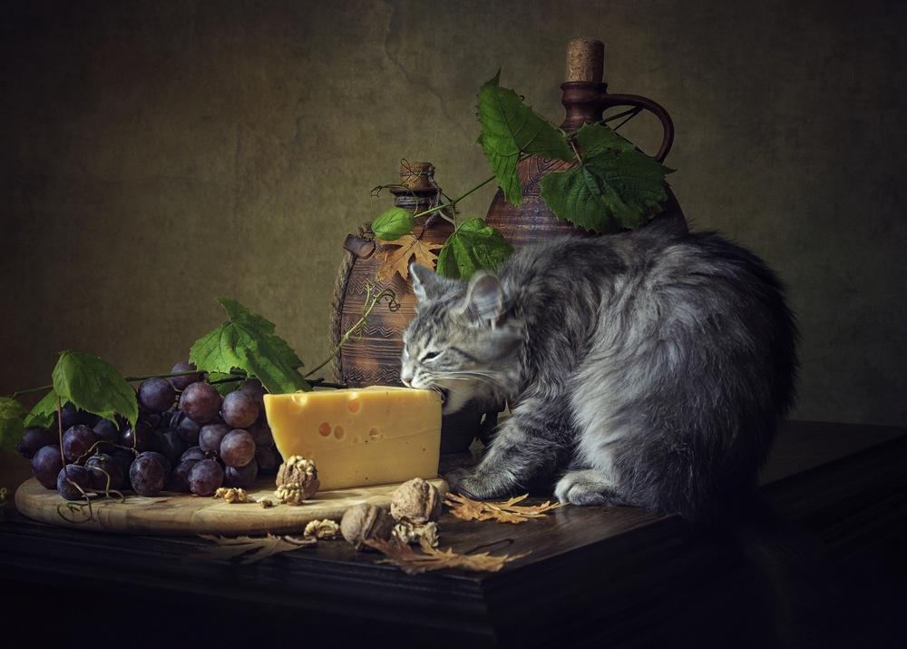 チーズを食べる猫