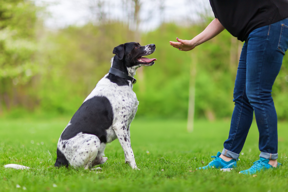 犬の訓練所はしつけに効果あり？メリットやデメリットを詳しく解説！