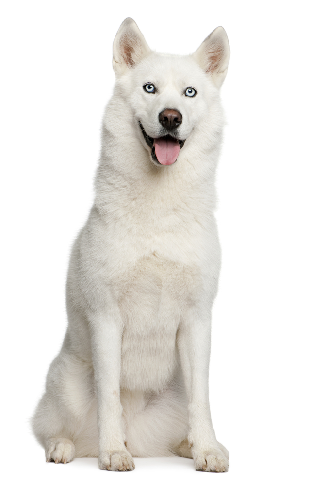 Siberian husky, 3 years old, sitting in front of white background