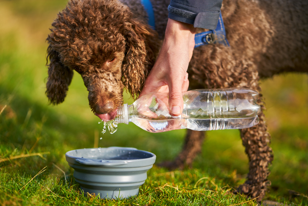 【獣医師監修】愛犬が水を飲まない！おすすめしたい水を飲ませ方をご紹介【2023年版】
