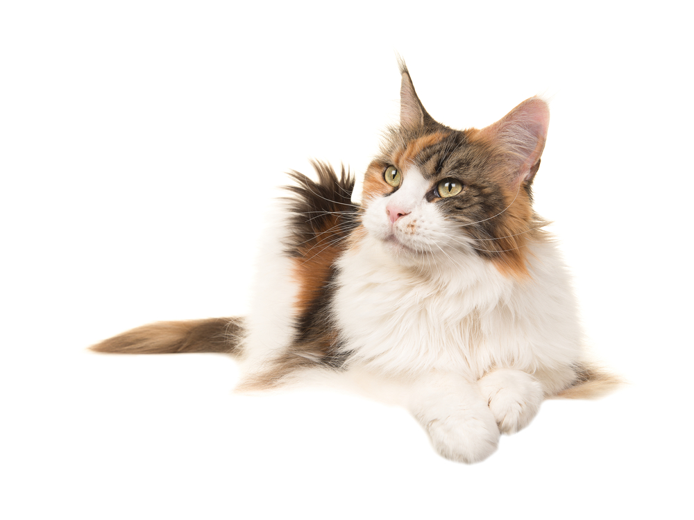 Adult female tortoiseshell main coon cat lying on the floor looking away isolated on a white background