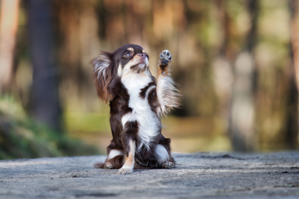 adorable chihuahua dog waves paw in the air