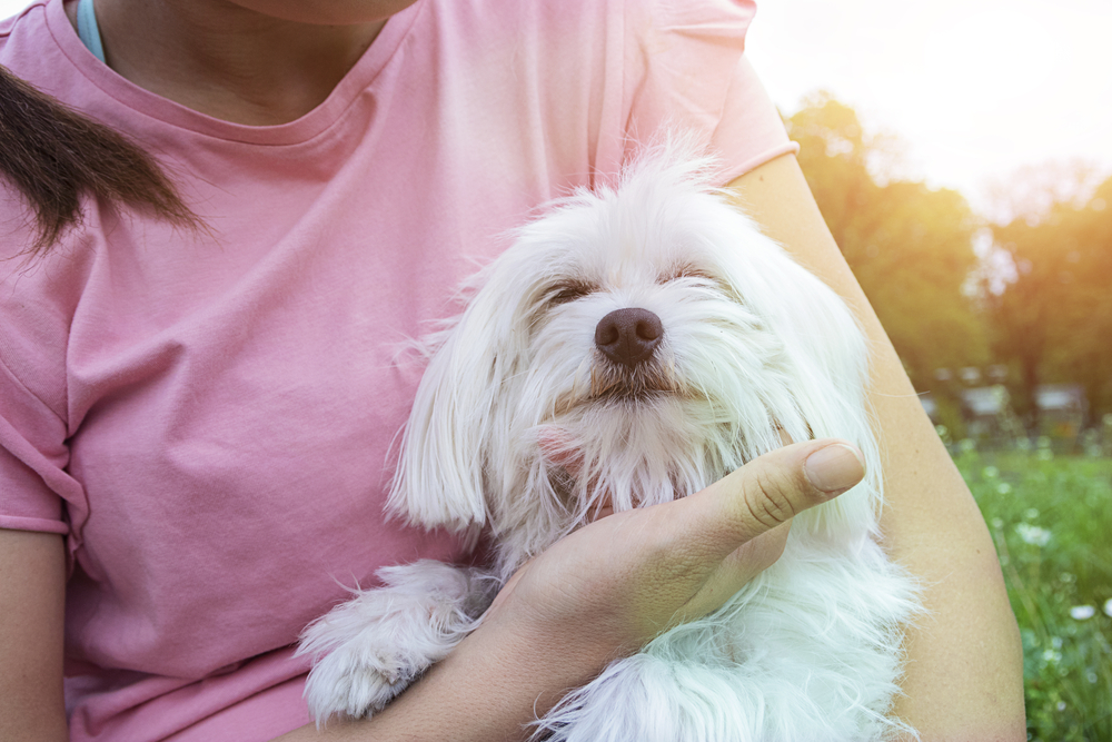 Dog and his owner / Happy woman holds white maltese dog. Concept of friendship and love. Young woman is holding her cute Maltese terrier. They are enjoy in the park on a beautiful spring day.