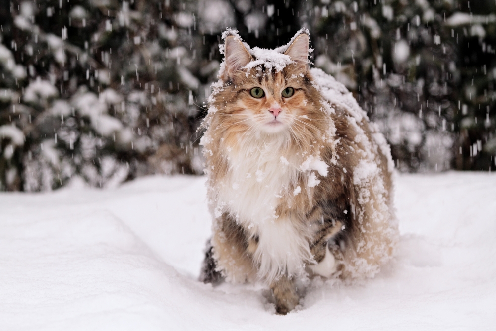 Norwegian forest cat female standing in snow