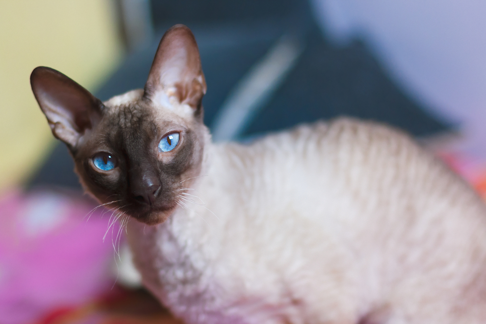 Blue eyed Peterbald cat.