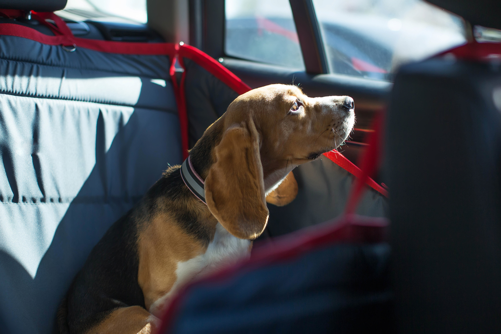 車内の犬の抜け毛はカーシートで解決！簡単便利な抜け毛対策を紹介